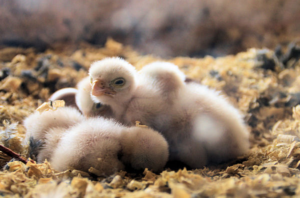 Jungv&ouml;gel