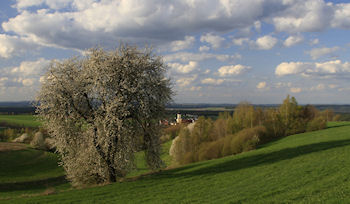 FrühlingKirschbluete